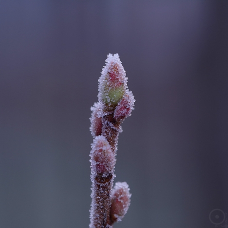 IMG_2882_bea_s 13.11.2016 - Frost