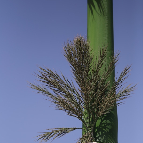 IMG_3572_bea_s Anschließend besuchten wir das Palmetum, ein botanischer Garten, der sich auf Palmen spezialisiert hat.